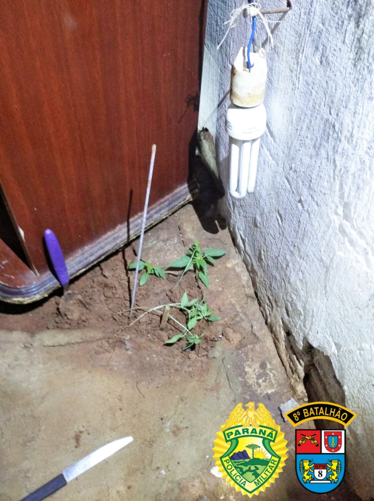Jovem cultivava maconha dentro do próprio quarto