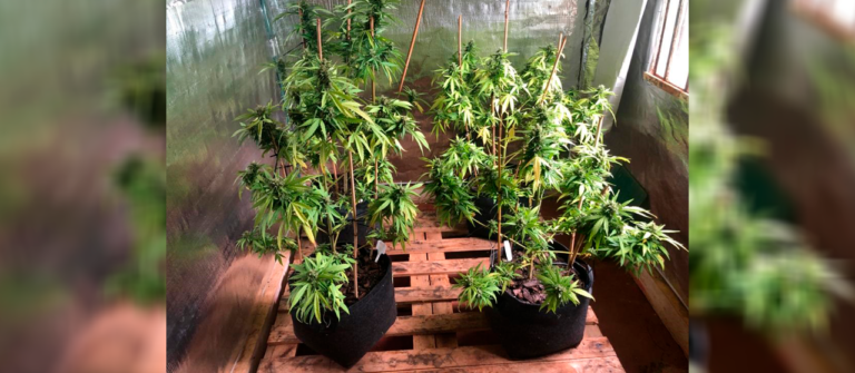 Engenheiro de produção é preso por cultivar maconha