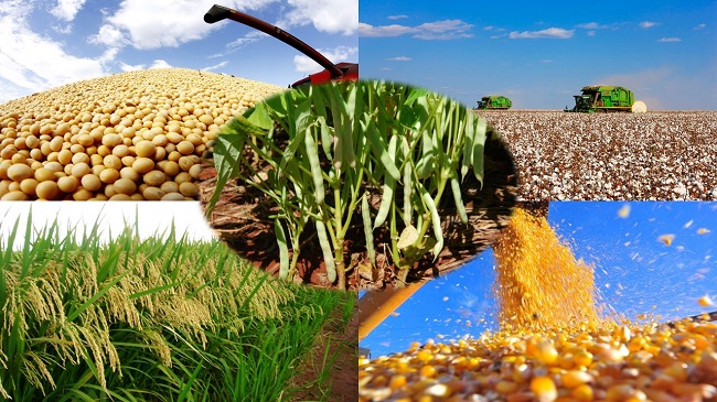 Produção agropecuária de 2020 alcança R$ 871 bilhões