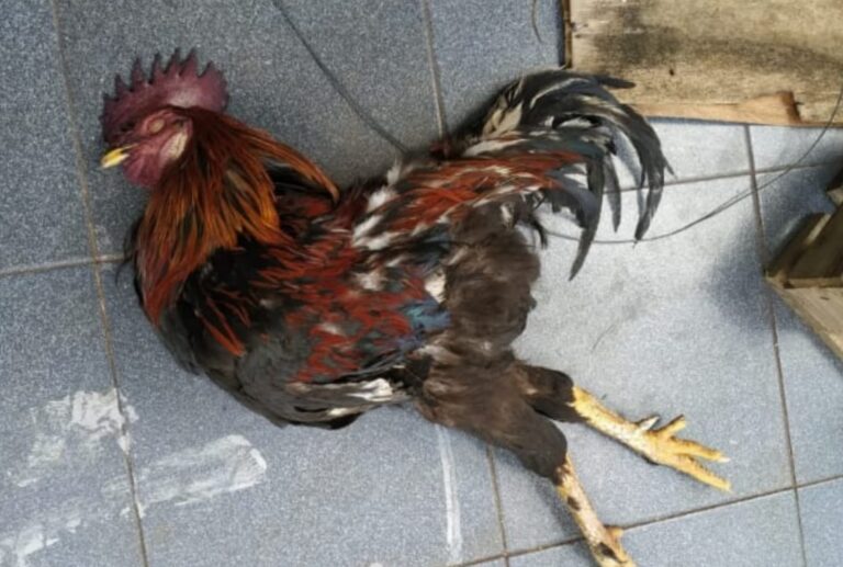 Criminosos invadem chácara, furtam e matam animais