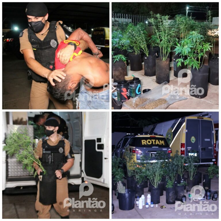 Homem mantinha plantação de maconha em estufa dentro de casa