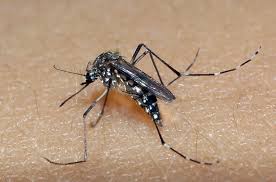 Estudo realiza monitoramento de áreas com dengue