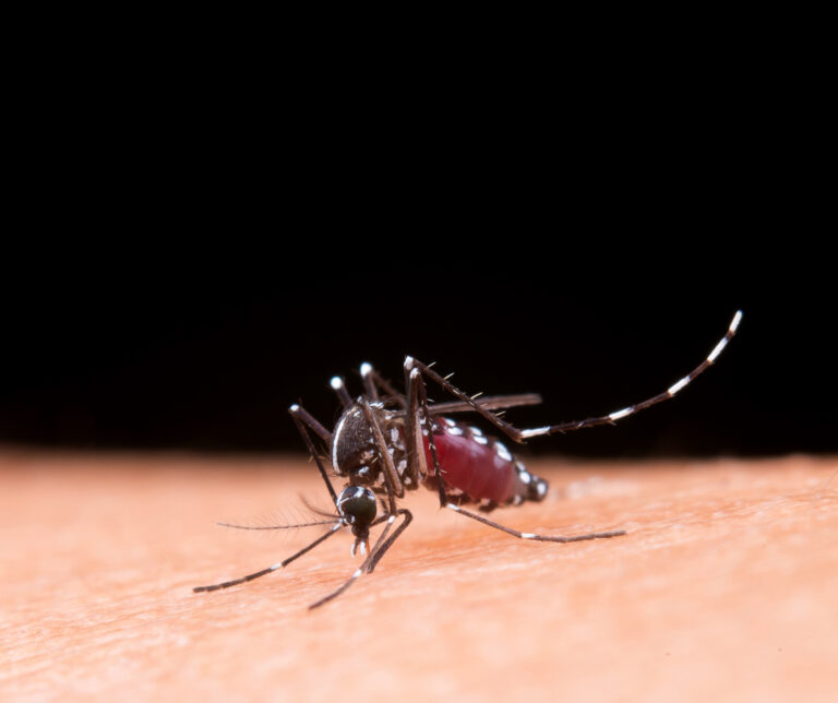 Boletim semanal registra 65 casos de dengue