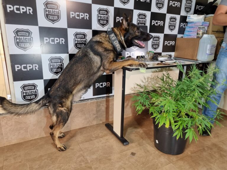 Comerciante é preso por tráfico de drogas
