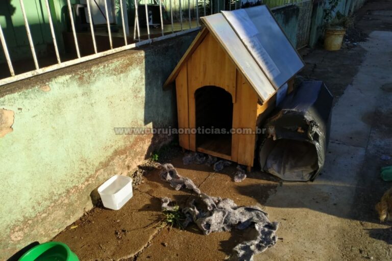 Garoto fugiu de casa com medo da Covid, e é encontrado dormindo em casinha de cachorro