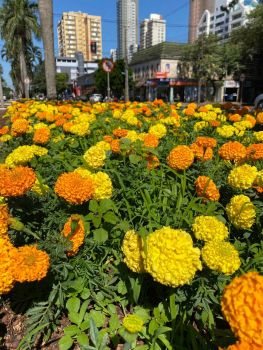 65 mil mudas de flores e árvores foram plantadas esse ano em Maringá
