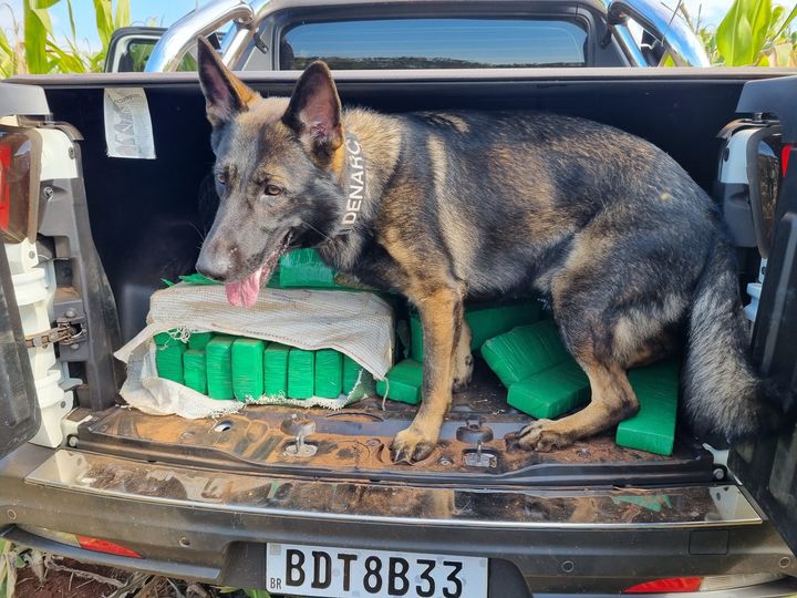 Denarc intercepta carregamento de droga no pedágio de Floresta