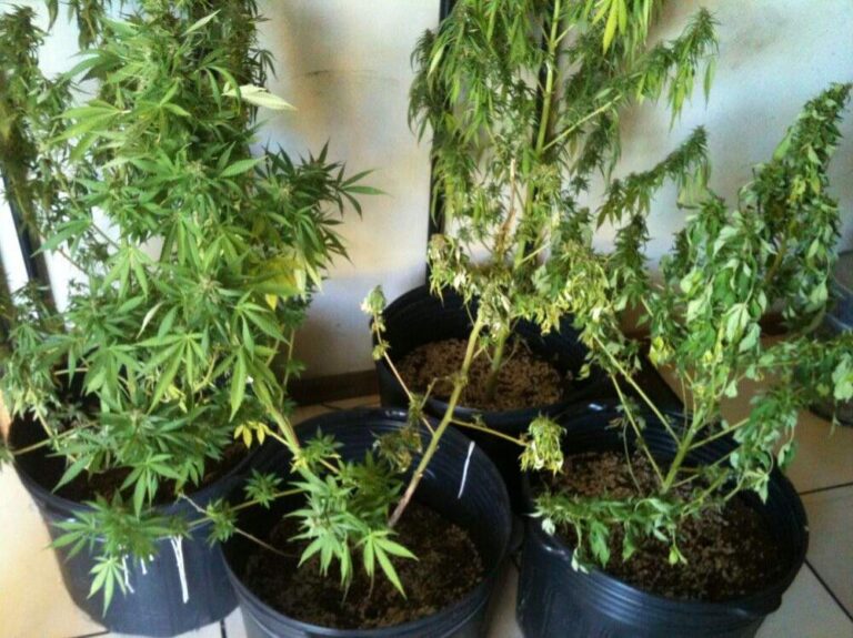 Jovem estudante cultivava maconha em apartamento
