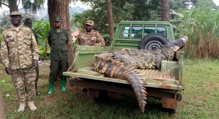 Vila é impedida de matar crocodilo assassino