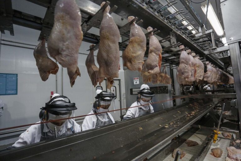 Maior do Brasil, Paraná produziu 1,5 milhão de toneladas de carne no primeiro trimestre