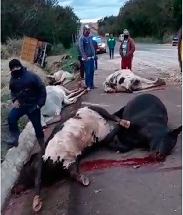 Caminhão atropela e mata 16 bois na BR-272