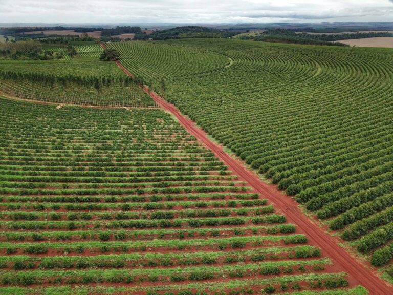 Governo emite novo alerta de geada para a região cafeeira do Paraná