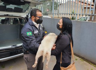 Furto de cachorra leva assaltante à cadeia