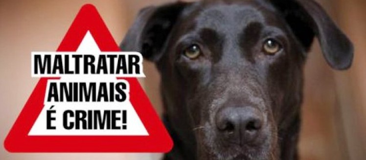 Bem-Estar Animal atende cachorros agredidos com facão