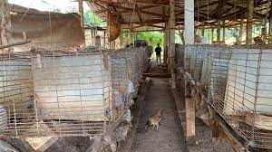 Coelhos em situação de maus-tratos vão render multa de R$ 552 mil