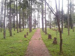 Limpeza Urbana esclarece troncos e galhos cortados em bosque