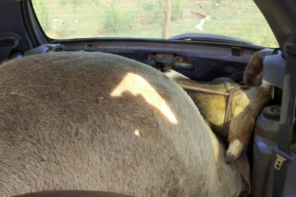 Surreal: Ladrões furtam, abatem e deixam vaca dentro de um Ford K
