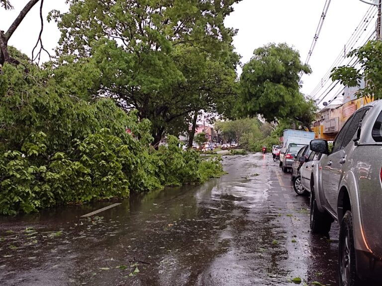 Chuva derruba árvores e deixa domicílios sem energia