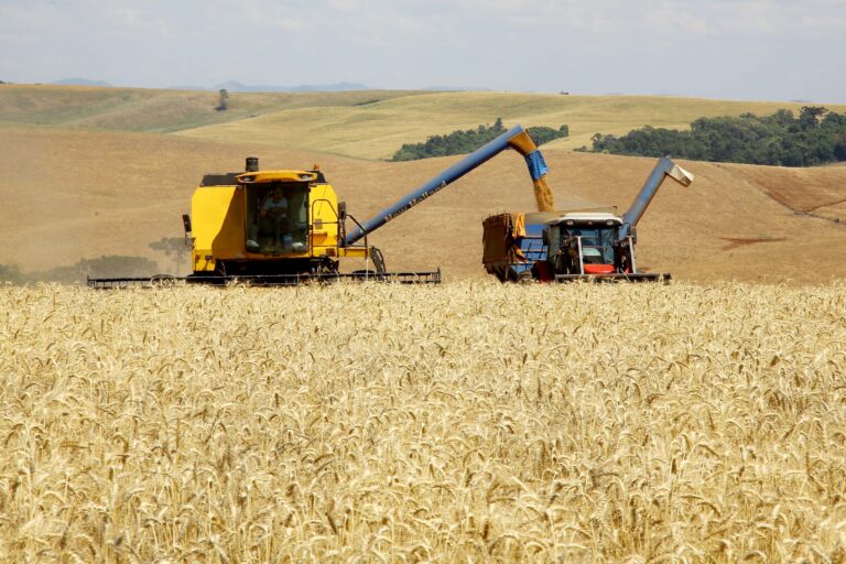 Paraná deve produzir 25,5 milhões de toneladas de grãos na safra de verão