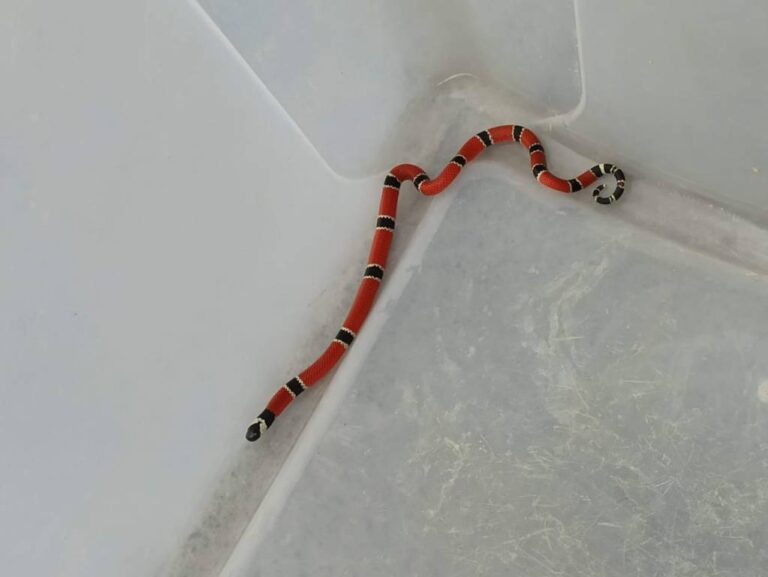 Criança chora e pai se depara com cobra coral no bebê conforto