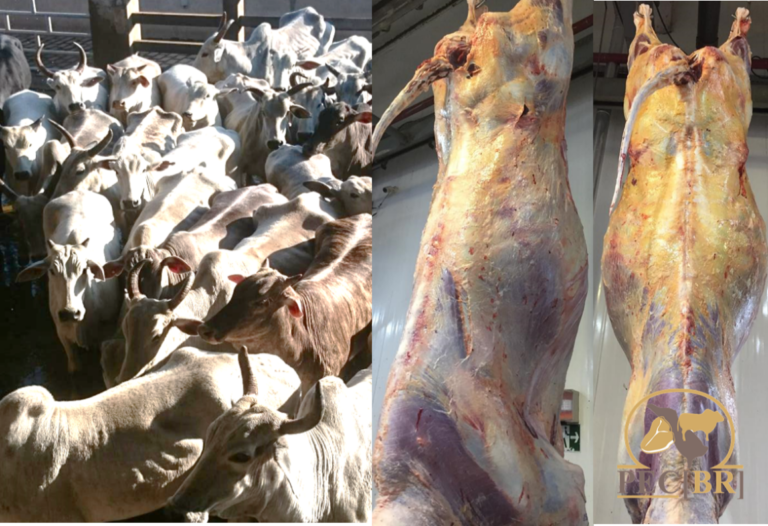 Ossos e carcaças de animais  devem ser  doados e não vendidos nos açougues