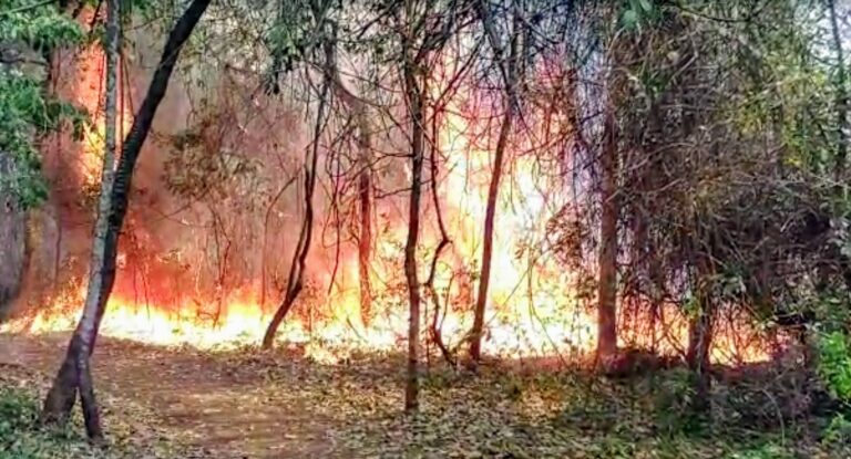 Incêndio destrói parcialmente o Parque das Palmeiras