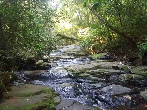 Impasse entre Prefeitura e CMNP mantém Horto Florestal sem utilidade