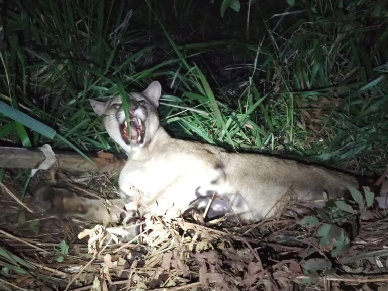 Onça cai em armadilha às margens do Rio Ivaí