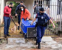 Cinco cachorros são resgatados vítimas de maus-tratos