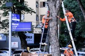 Luzes da Maringá Encantada começam a ser instaladas