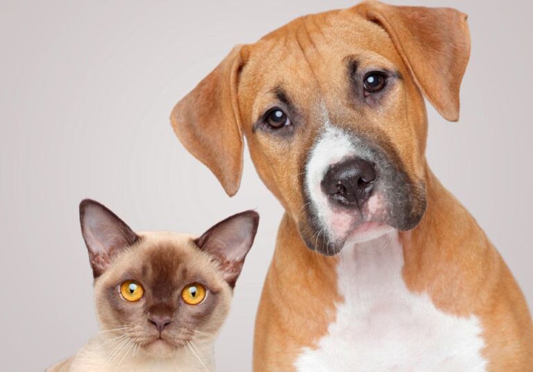 Despejorativação dos animais