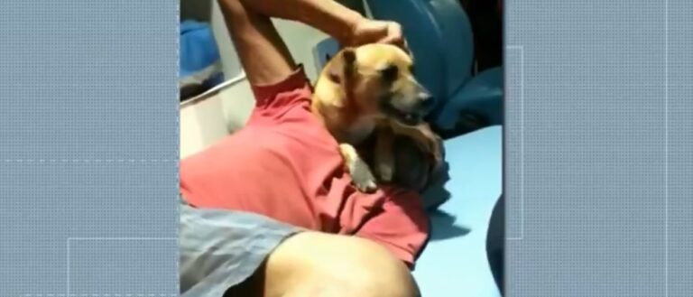 Cachorro invade ambulância para acompanhar o dono