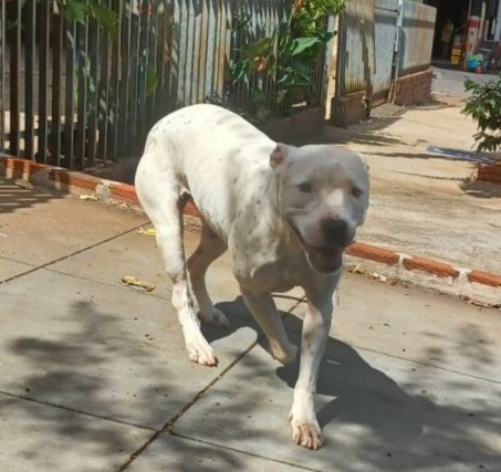 Moradora flagra homem fazendo sexo com cachorra no seu quintal