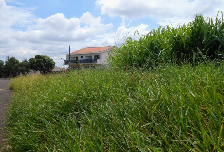 Mato alto incomoda moradores e gera reclamações