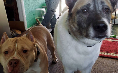 No corredor da morte, cães ‘vencem’ batalha judicial após serem acusados de matar gato