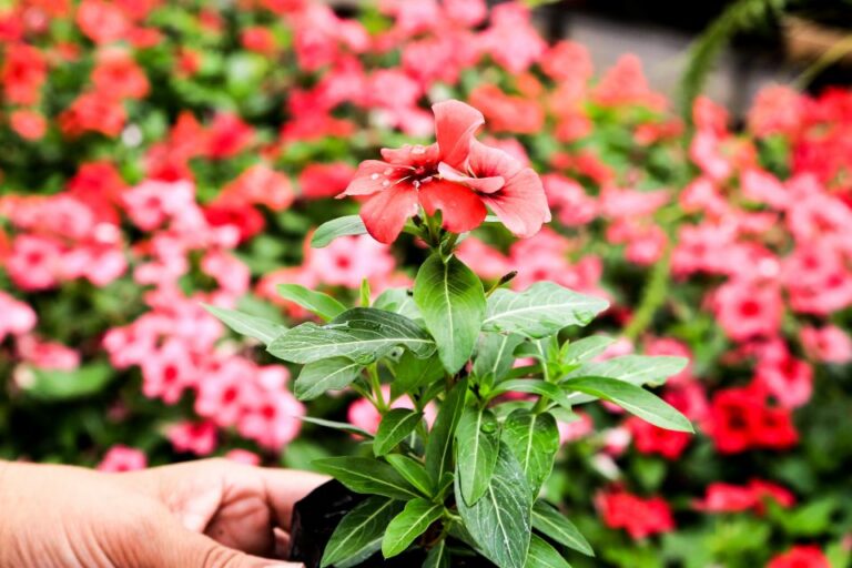 Feira de flores acontece por todo o fim de semana