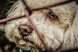 Multa contra maus tratos à animais poderá chegar a R$ 20 mil