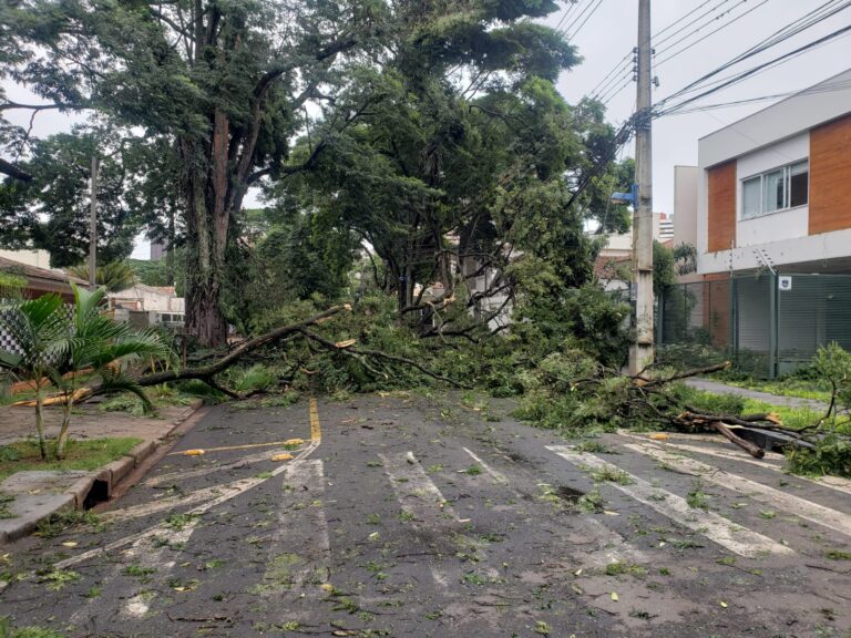 Temporal causa estragos em Maringá
