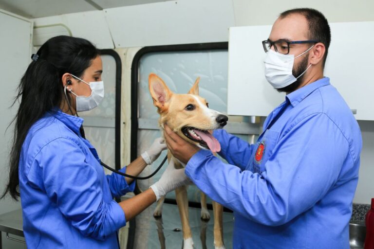 Atendimento veterinário gratuito será oferecido na Vila Morangueira