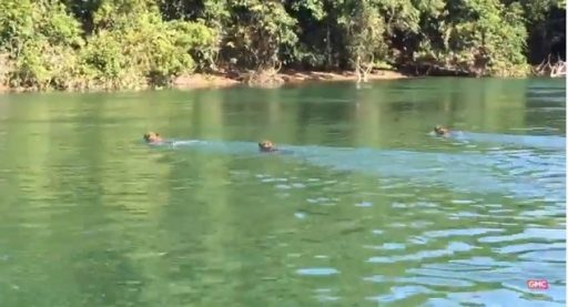 Pescadores se deparam com onças nadando no Rio Paraná