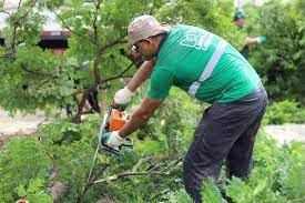 Serviço de arborização segue nos bairros