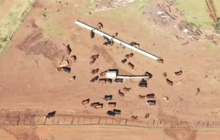 Contrabando de gado ameaça exportação de carne pelo Paraná 