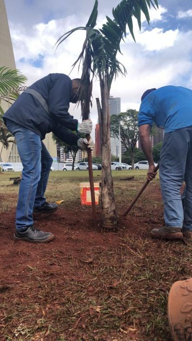 Prefeitura realiza o plantio de 15 mudas de palmeiras na praça da Catedral