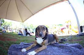 Feira de Adoção Especial Animais Sênior será sábado