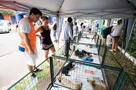 <strong>Bem-Estar Animal apresenta novas regras para feiras de adoção</strong>