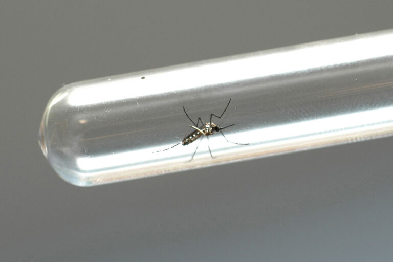 Saúde reforça alerta para casos de chikungunya no Paraná