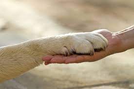 Cadastro de protetores de animais vai até 21 de agosto