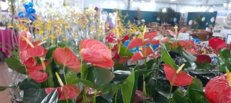 24ª Expoflor tem início na Praça Deputado Renato Celidônio