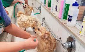 Pet shops podem ser obrigados a transmitir banhos e tosas ao vivo