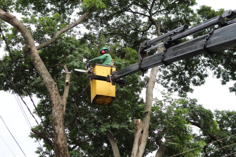 Município tem que remover 43 árvores por dia para zerar a fila ainda este ano